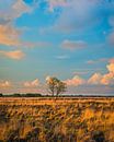 Evening light in National Park the Dwingelderveld by Henk Meijer Photography thumbnail