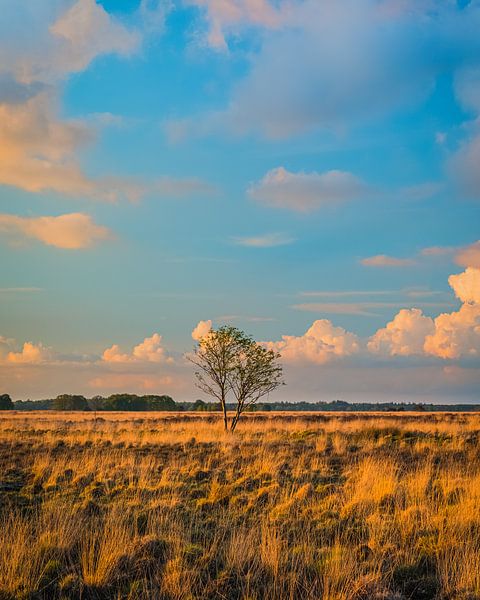 Abendlicht im Nationalpark Dwingelderveld von Henk Meijer Photography