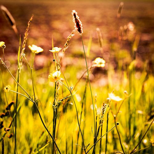 Projekt Noonlight – Buttercups