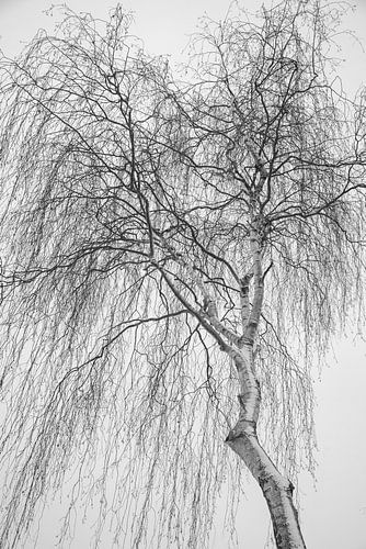 kale takken van berk met sneeuw tegen witte lucht, Holland