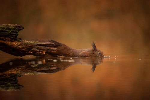 L'écureuil trouve une noix