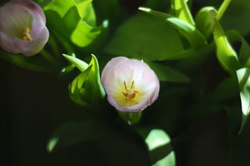 Tulpen van Marianna Pobedimova