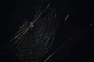 Gekleurde draden van een spinnenweb tegen een zwarte achtergrond van Anne Ponsen