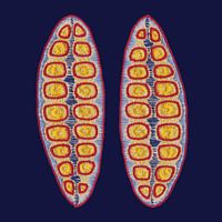 Stitches - Diatom 1