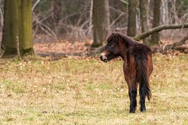 Exmoor pony by Merijn Loch