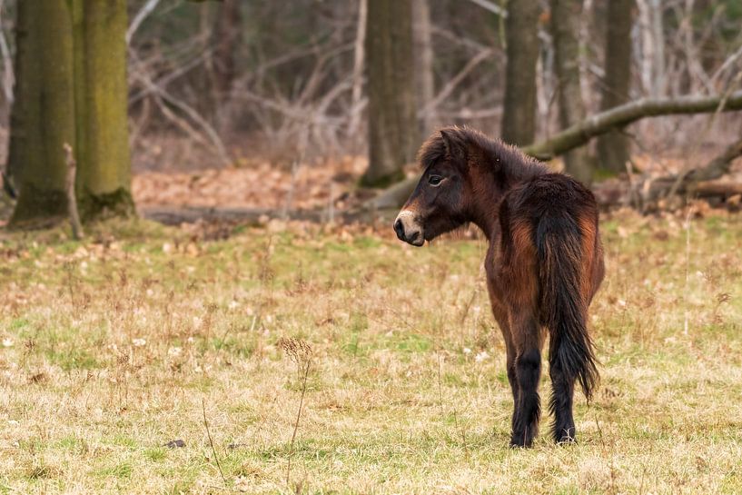Exmoor-Pony von Merijn Loch