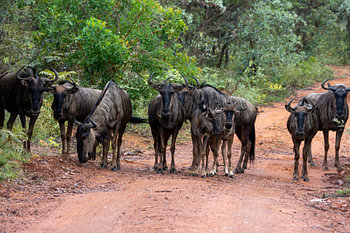 Begegnung auf der Savannenstraße – Gnus in Südafrika