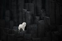 Dog on Basalt rocks in Iceland