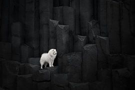 Hund auf Basaltfelsen in Island von Traveling dogs