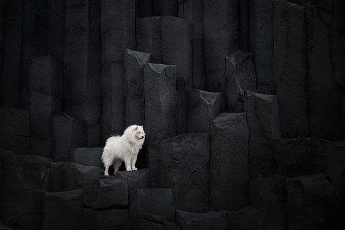 IJsland, hond op Zwarte Strand