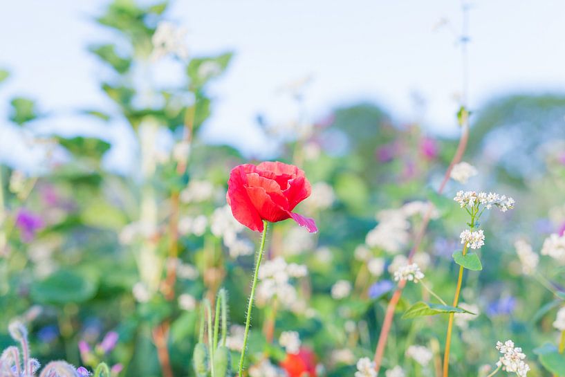 Wilde Zomer Bloemen in een veld bij Gewande 04 van FotoDennis.com | Werk op de Muur