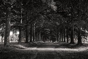 Auffahrt zum Schloss Eijsden