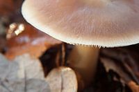Herfst!