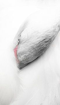 Flamant rose sur Foto Studio Labie