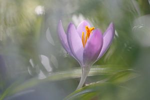 Krokus in het vroege ochtendlicht van Karin Bijpost