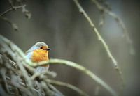 Robins