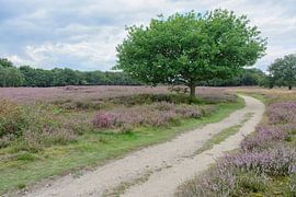 Tafelbergheide bij Blaricum by Peter Bartelings