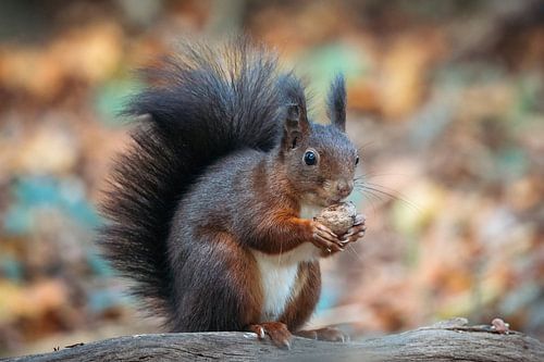 Eekhoorn in het bos met herfstkleuren.