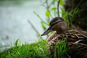 Duck at the lake by Borg Enders