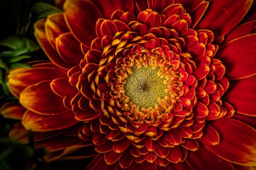 Gerbera van jacky weckx