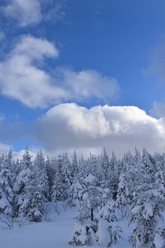 A snowy forest after the storm by Claude Laprise
