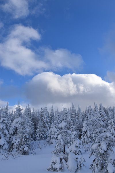 Ein verschneiter Wald nach dem Sturm von Claude Laprise