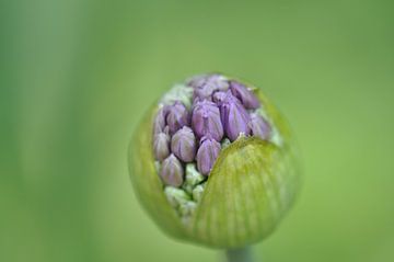 Fleur de poireau, lilas en vert sur Walter Frisart