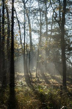 Zonnestralen in het bos