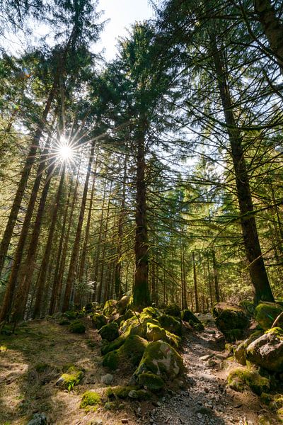 Herrlicher Wald mit Moos und Sonne von Leo Schindzielorz