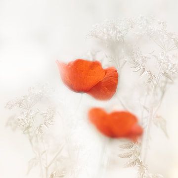 Coquelicot sur Ingrid Van Damme fotografie