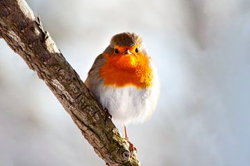 Angry Robin Bird by Thomas Thiemann