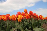 Geel rode tulpen in het veld von André Muller Miniaturansicht