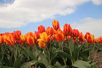 Geel rode tulpen in het veld