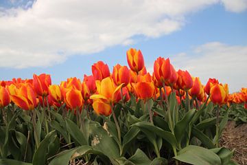 Geel rode tulpen in het veld