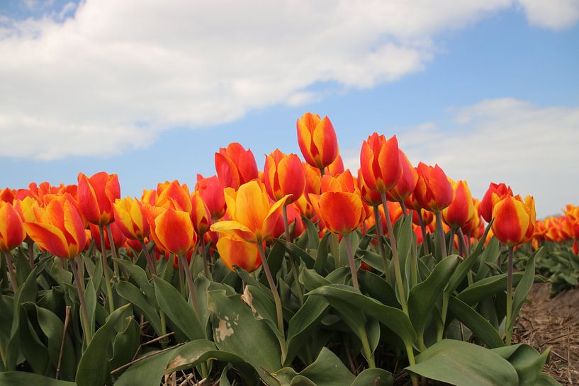 Geel rode tulpen in het veld von André Muller