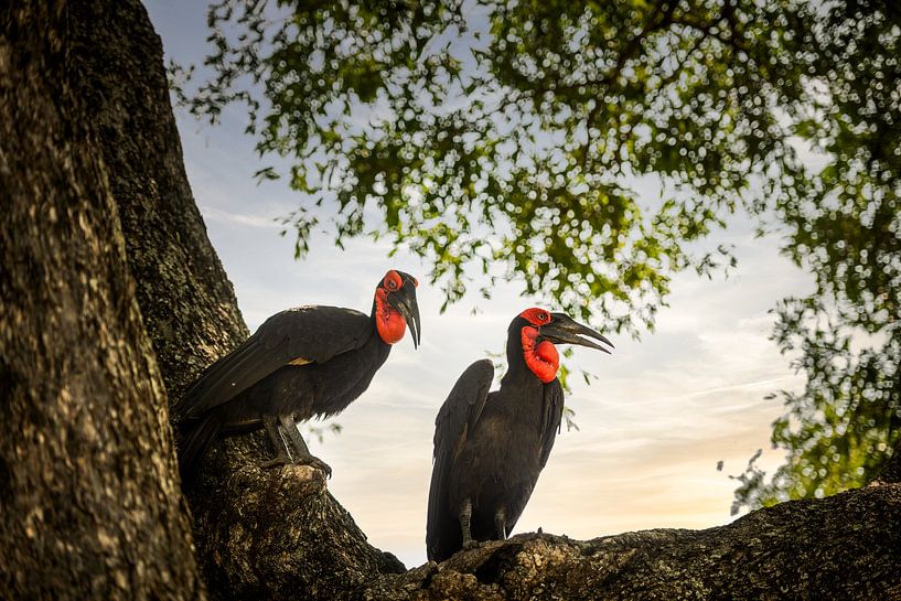 Südlicher Bodenhornvogel im Krüger-Nationalpark, Südafrika von Paula Romein