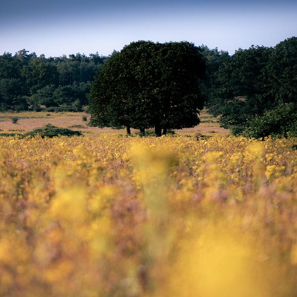 Baum auf dem Feld von Tim Breeschooten