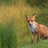 Vos zittend naast het riet sur Michel de Beer