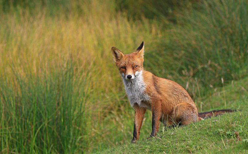 Vos zittend naast het riet von Michel de Beer