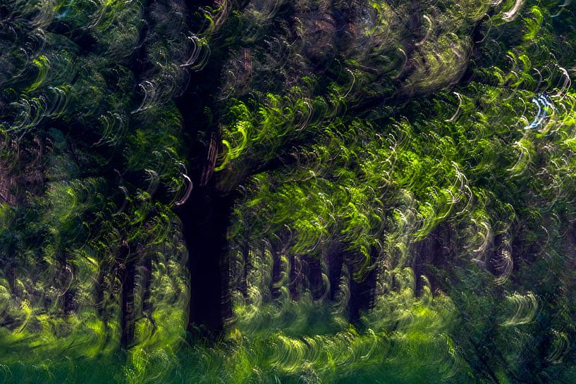 Forest in motion by Jannie Looge