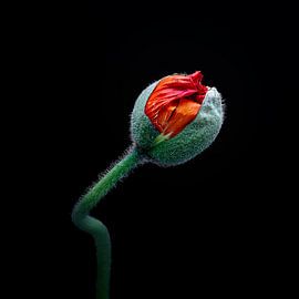 Bouton de pavot sur fond noir