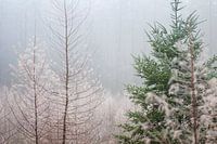 Winters Speulderbos