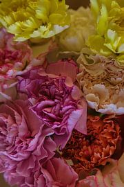 Spraynelken (stehend) von Joran Quinten