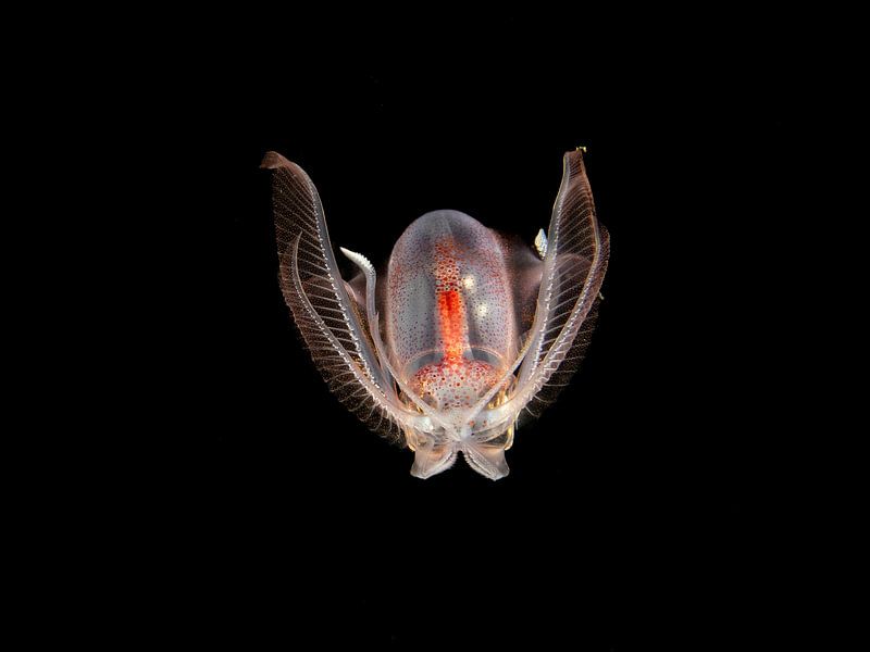 Diamond Squid by Ilan Ben Tov
