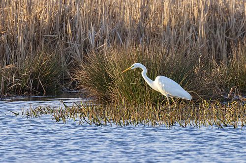 Reiger aan de waterkant (Groningen) Nederland