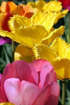 Tulpen von Norman Krauß