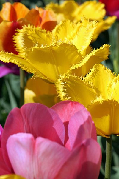 Tulips by Norman Krauß