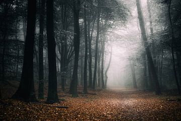 Donkere herfst van Tvurk Photography