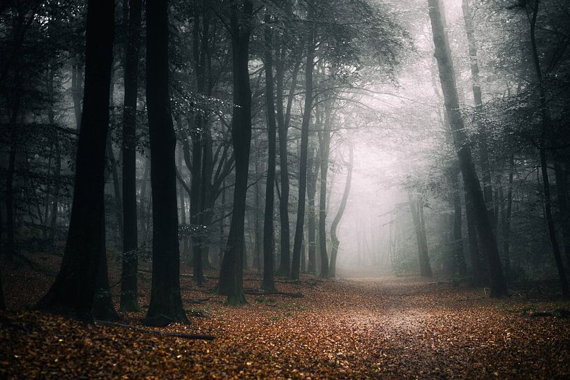 Automne sombre par Tvurk Photography