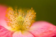 Hart van een bloem. Klaproos Munnickenhof, Terheijden, Noord Brabant, Holland, Nederland afbeelding  von Ad Huijben Miniaturansicht